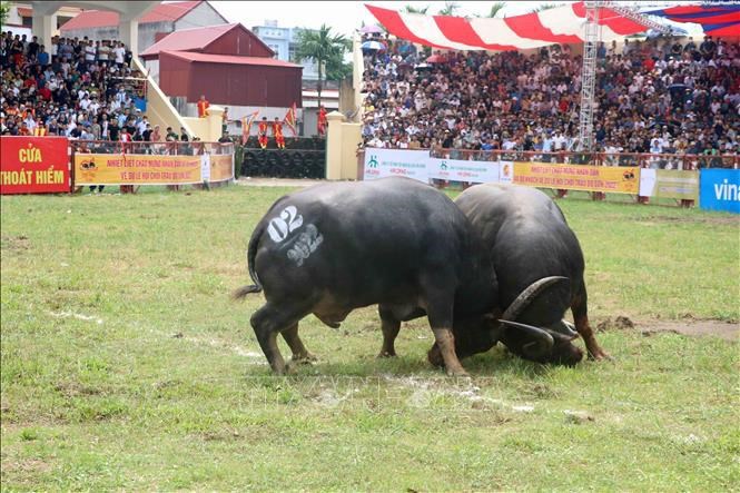 Hai Phong: Do Son buffalo fighting festival thrills spectators hinh anh 2