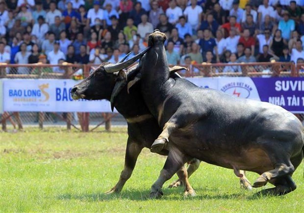 Hai Phong: Do Son buffalo fighting festival thrills spectators hinh anh 1