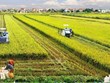 Agricultural sector ensures food security, exports