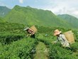 Vietnam ranks 7th worldwide in tea production