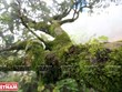 Ancient Shan Tuyet tea trees recognized as Vietnamese heritage tree