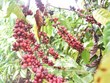 Vietnam posts growth in coffee export value to Spain