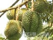 Lam Dong ships 70 tons of durian to China