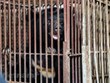 Last three captive bears in Lang Son rescued