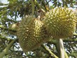 Tien Giang’s durian growers posting big profits