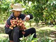 Lychee harvest in Central Highlands a success