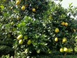 Orange orchards charm visitors to Moc Chau 