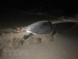 Ha Tinh: Endangered turtle returned to ocean
