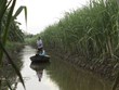 Netherlands helps Mekong Delta agriculture sector to adapt to climate change