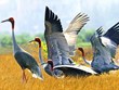 Dong Thap works to conserve red-headed cranes