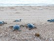 Close to 123,000 sea turtles released back to sea 