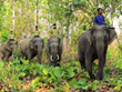 Dak Lak spends more than 2.2 million USD to end elephant rides