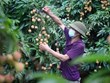 Luc Ngan lychee geographical indication protection proves effective