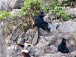 Rare primates found in Quang Binh nature reserve
