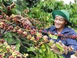 Dak Lak records highest-ever coffee export volume