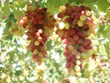 Interesting experiences await visitors at Ninh Thuan grapevine trellis contest