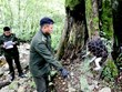 Rare stump-tailed macaque released to nature in Ha Giang