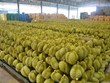 Thailand expects to export 1 million tonnes of durian this year