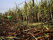 Thailand’s sugar cane output falls sharply due to drought