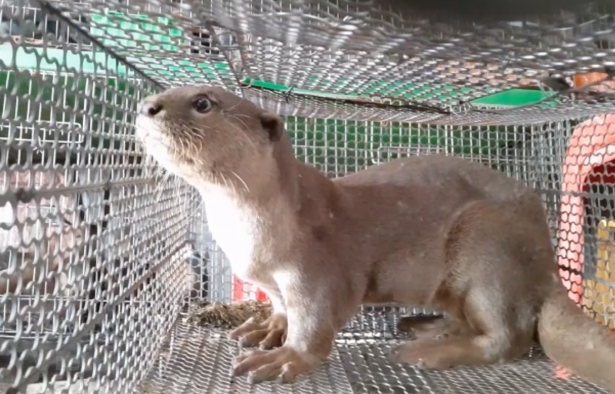 A river otter is put up for sale for 10 million VND (over 436 USD) in Long An province. (Photo: VietnamPlus)