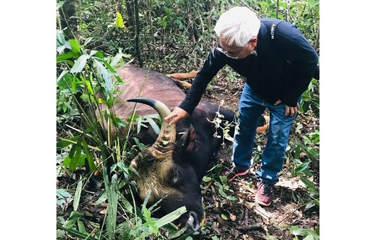 Bison bull found dead at Dong Nai natural reserve