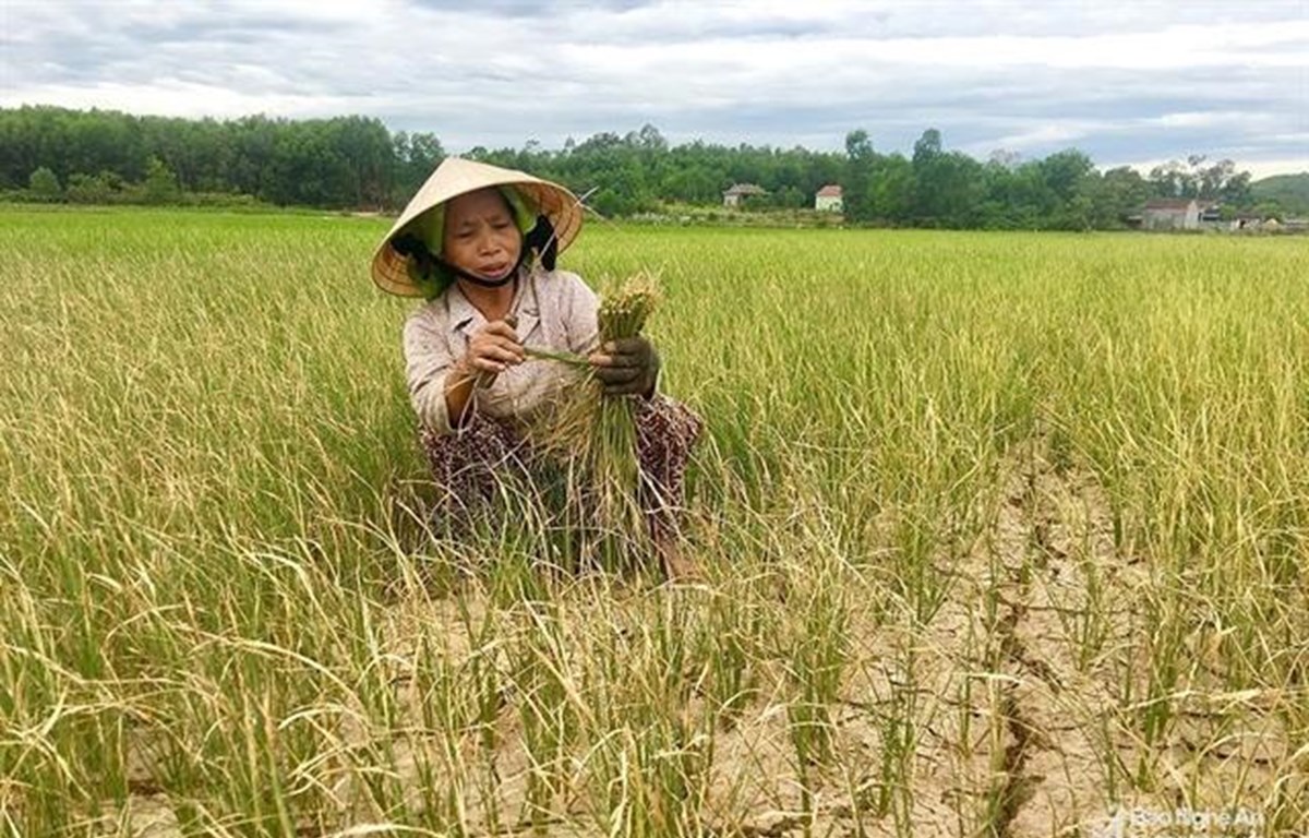 Drought destroys crops in central Nghe An province