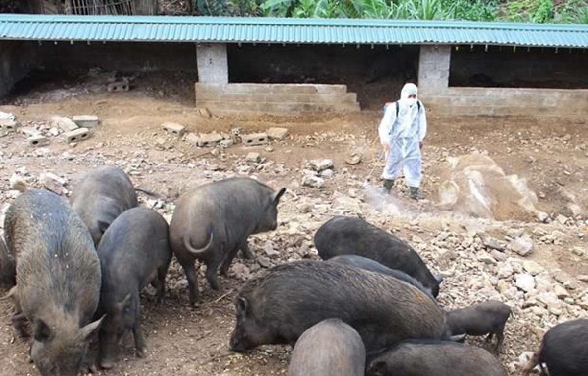 Netherlands shares experience in preventing African swine fever