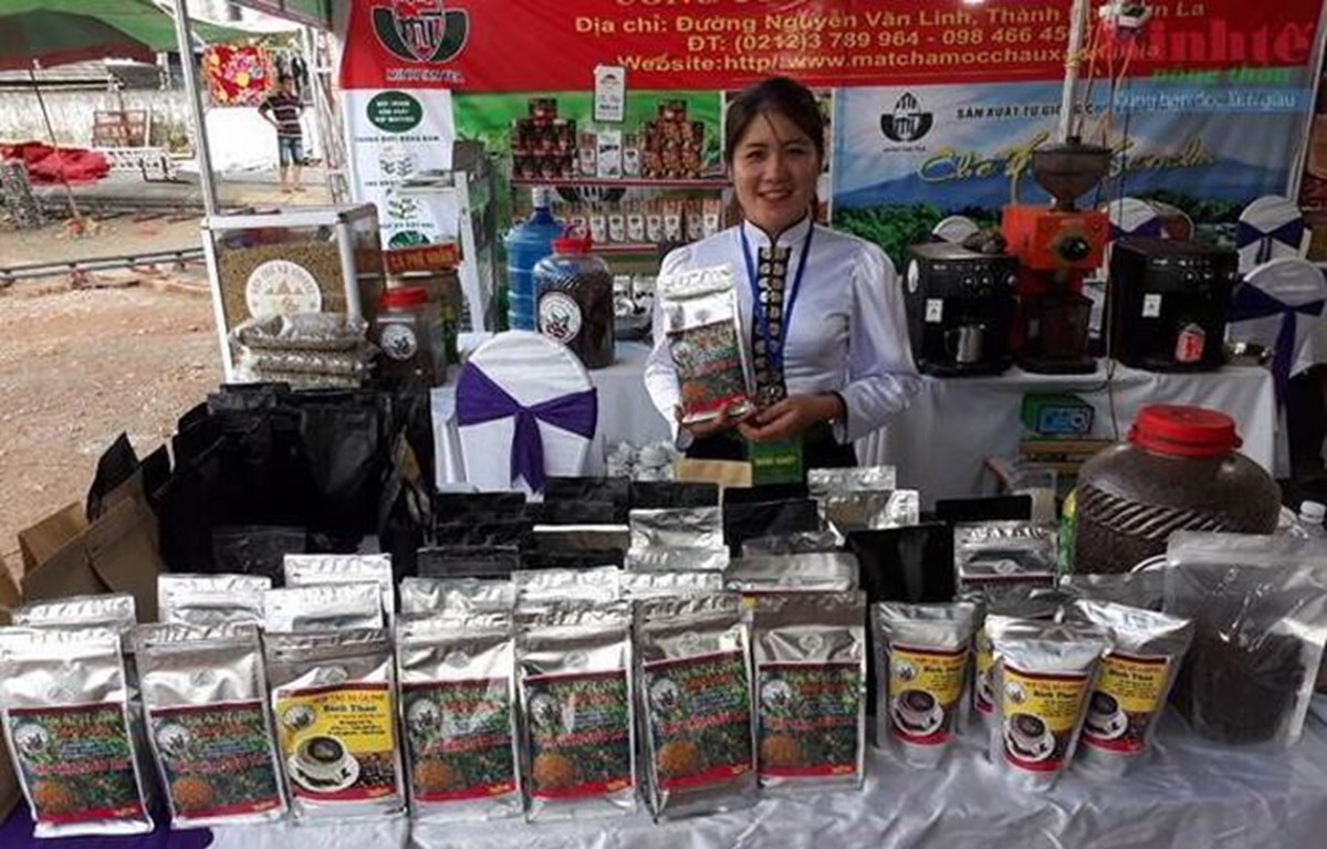 Cooperative turns Son La coffee into profitable business