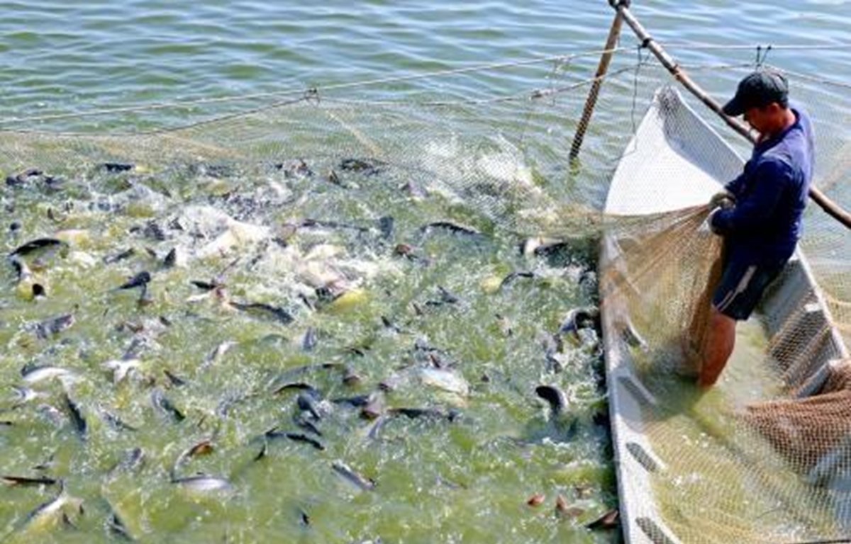 Dong Thap grants identification numbers to tra fish ponds