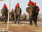 Elephants race in cultural festival in Buon Don