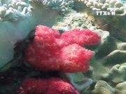 Artificial reefs promote coral recovery off Khanh Hoa’s coast