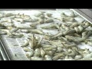 Seafood exporters find it hard to hit yearly goal