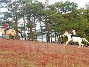 Spectacular horse racing without saddles on Da Lat’s pink grass hill