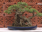 Art of bonsai appeals to more people