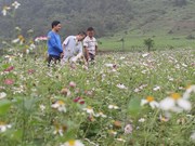 Pinky cosmos flowers woo visitors to mountainous province