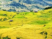 Marvelous “golden season” on terraced ripening paddy fields of Y Ty 