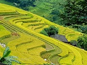 Chasing gold in Hoang Su Phi terraced rice fields