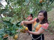 Off-season orange orchards on Moc Chau plateau appeal to visitors 