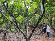 A trip to a cacao garden in Buon Ma Thuot city 
