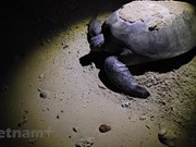 Bay Canh islet - Sea turtles' nursery in Con Dao