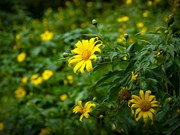 Dien Bien: Wild sunflowers in full bloom