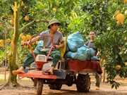 Pomelo growers busy with harvest for Tet