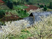 Plum blossoms on Ha Giang’s rocky plateau