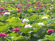 Pure lotuses enchant flower lovers in Hanoi