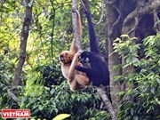 Vietnam makes efforts in wildlife protection 