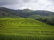 Peaceful charm of terraced rice fields in mountainous Hoa Binh province