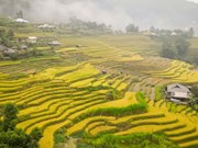 Gold covers terraced rice fields in Ha Giang
