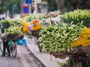 ‘Flower of April’ shows off beauty on Hanoi streets
