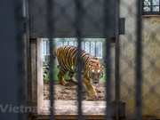 Meet the “nannies” of tigers at Hanoi Zoo 