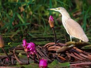 Tram Chim Park home to spectacular diversity of bird species